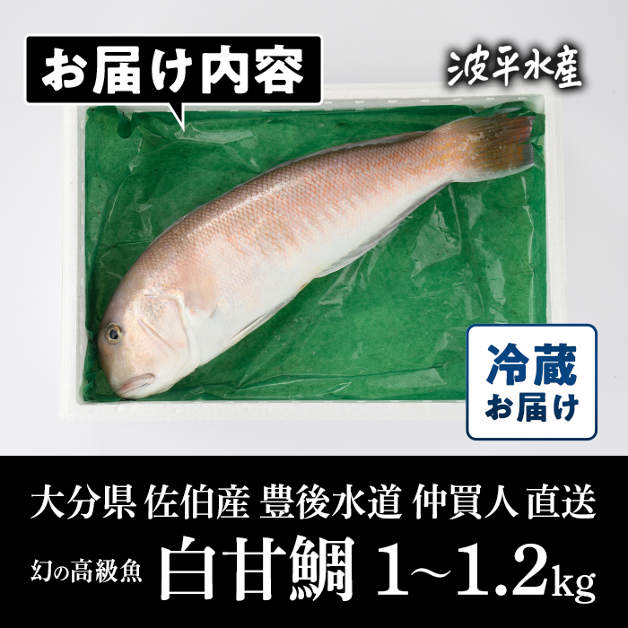 白甘鯛 幻の 高級魚 (1尾・1-1.2kg) 魚 鮮魚 甘鯛 冷蔵 シロ アマダイ 鯛 高級 大分県 佐伯市 【FZ007】【波平食堂】