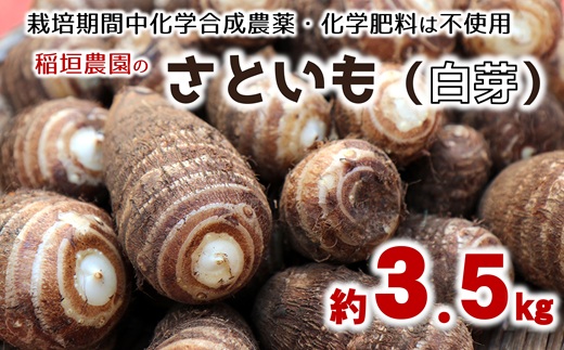 ほっくり美味しい♪化学合成農薬等不使用のサトイモ（白芽）約3.5kg