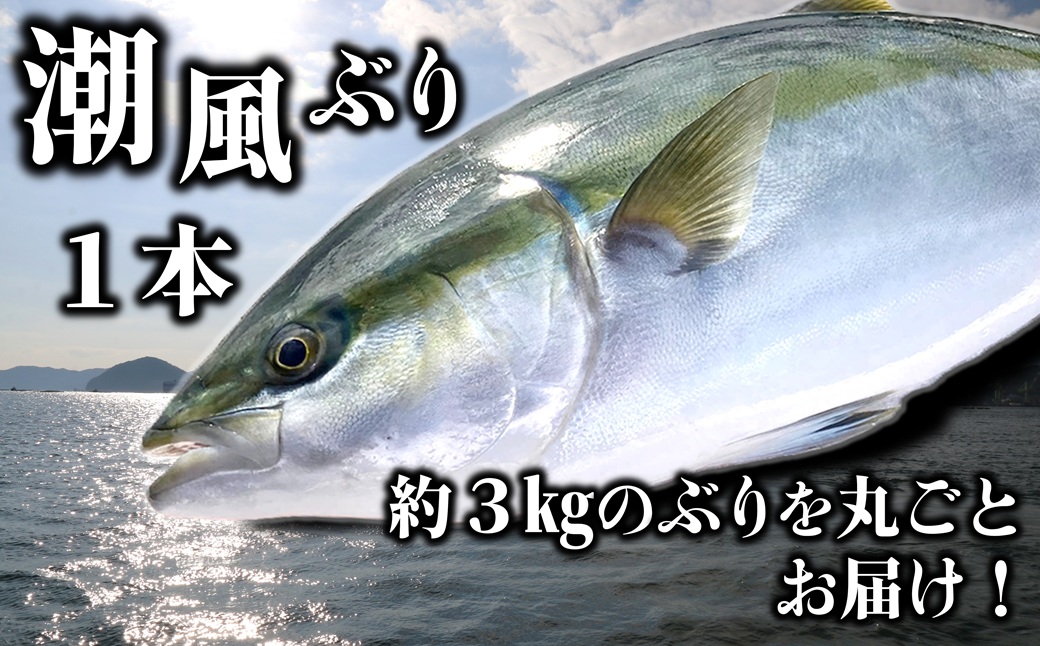 うすき産潮風ぶり・1本丸ごと（約3kg弱）