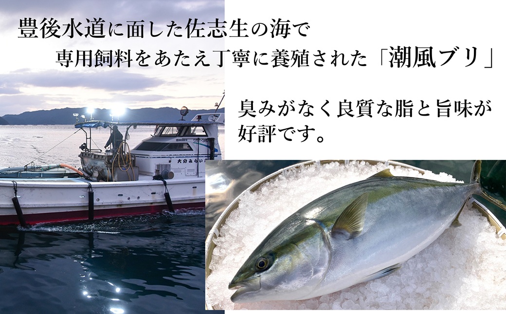 うすき産潮風ぶり・1本・三枚卸（約3kg弱）[冷蔵] ブリ 鰤 ブリカマ 豊後水道 臼杵 着日指定