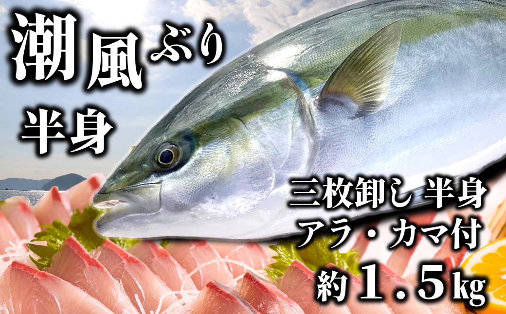 うすき産潮風ぶり・半身（約1.5kg弱）