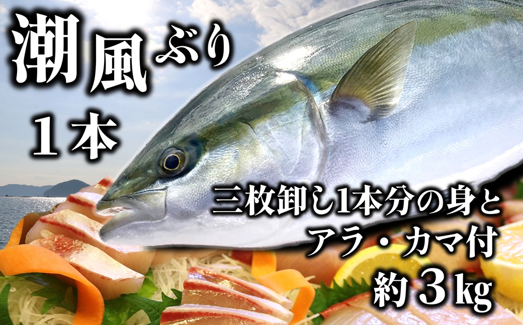 うすき産潮風ぶり・1本・三枚卸（約3kg弱）