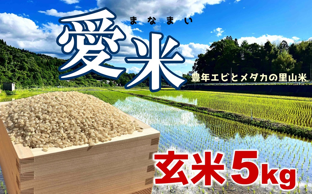 令和8年産 愛米（まなまい）豊年エビとメダカの里山米　玄米(5kg)　新米 栽培期間中農薬不使用 ヒノヒカリ