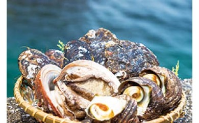 アワビやサザエをたっぷり贅沢に堪能！臼杵産貝類詰め合わせ