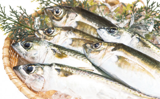 朝獲れ新鮮！最高の漁場 豊後水道で獲れた鮮魚詰め合わせ