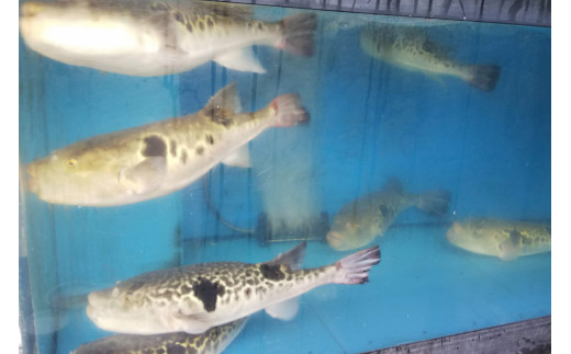 最高級の天然物！とらふぐ刺しふぐ鍋セット（3～4人前）［冷蔵］臼杵湯の里