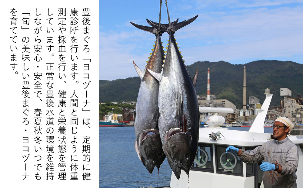 豊後まぐろ ヨコヅーナ 訳あり 端材 1kg 鮪 マグロ かま 海鮮丼 希少部位 カマトロ 刺し身 BBQ 塩焼き 煮つけ 冷凍 漬け丼 大分県産 九州産 津久見市 国産