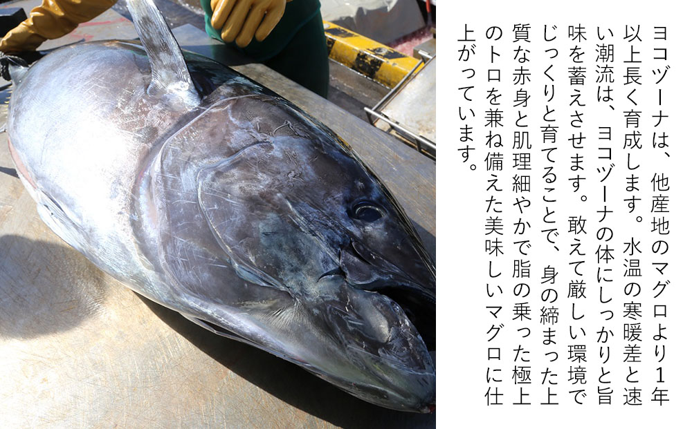豊後まぐろ ヨコヅーナ 訳あり 端材 1kg 鮪 マグロ かま 海鮮丼 希少部位 カマトロ 刺し身 BBQ 塩焼き 煮つけ 冷凍 漬け丼 大分県産 九州産 津久見市 国産