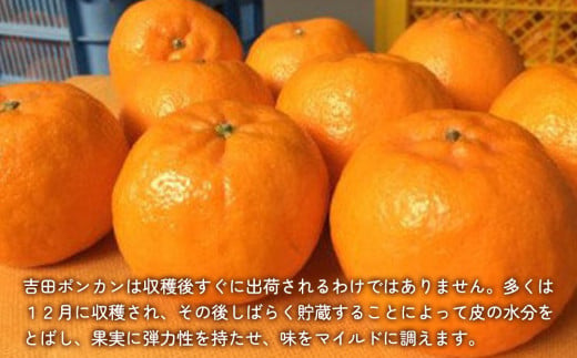 上野果樹園の吉田ポンカン 5kg | ぽんかん オレンジ みかん 果物 くだもの 大分県 九州 津久見市 【tsu003206】