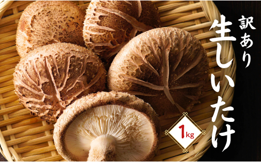 訳あり・大分産椎茸（生椎茸）津久見で育てた肉厚生椎茸 生しいたけ 1㎏ | しいたけ 生椎茸 シイタケ 乾し椎茸 大分県産シイタケ しいたけステーキ 椎茸生 しいたけきのこ ギフト 国産 産地直送 津久見市  【tsu005402】