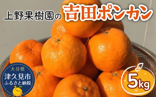 上野果樹園の吉田ポンカン 5kg | ぽんかん オレンジ みかん 果物 くだもの 大分県 九州 津久見市 【tsu003206】
