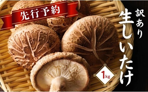 【先行予約・訳あり 生しいたけ】 大分県産 しいたけ 津久見で育てた肉厚 生しいたけ 1㎏ | しいたけ生 生椎茸 しいたけステーキ 干椎茸 菌床しいたけ きのこ ギフト 国産 産地直送 津久見市 【tsu005427】