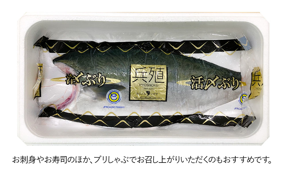 【先行予約】ひろびろいけすぶり(フィレ・片身)1枚 ぶり 鰤 刺し身 刺身 鰤 大分県産 九州産 津久見市 国産【tsu001101】