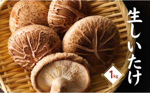 大分産生椎茸（生しいたけ） 津久見で育てた肉厚生しいたけ 生椎茸 1㎏ | しいたけ 椎茸 シイタケ しいたけステーキ 大分県産シイタケ 産直椎茸 しいたけきのこ ギフト 国産 産地直送 津久見市   【tsu005401】