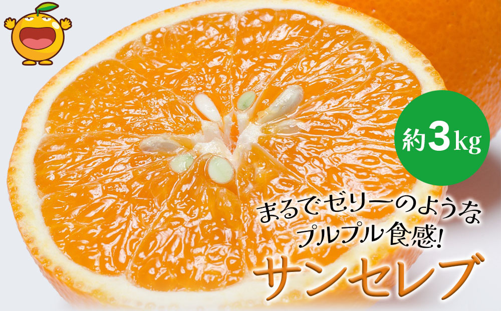 まるでゼリーのようなプルプル食感!サンセレブ約3kg(化粧箱) ミカン みかん オレンジ 柑橘 大分県産 九州産 津久見市 国産【tsu000602】
