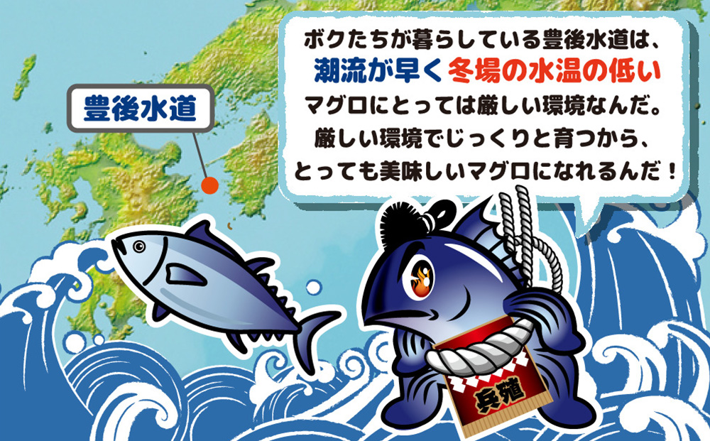 マグロ まるごと1本 約50kg 豊後まぐろヨコヅーナ 大分県津久見市産 マグロ まぐろ 鮪 丸ごと 赤身 大トロ 中トロ トロ 刺身【tsu0003018】