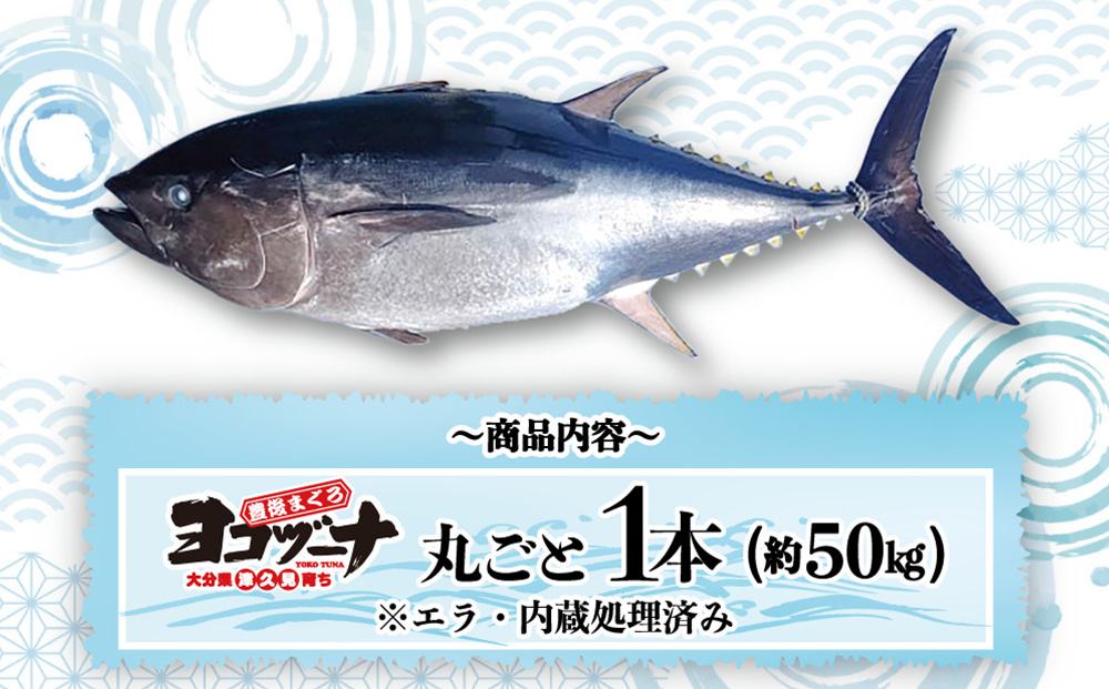 マグロ まるごと1本 約50kg 豊後まぐろヨコヅーナ 大分県津久見市産 マグロ まぐろ 鮪 丸ごと 赤身 大トロ 中トロ トロ 刺身【tsu0003018】