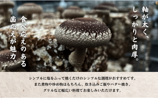 【先行予約・大分県産 生しいたけ】椎茸 大分県産 しいたけ 津久見で育てた肉厚 生しいたけ 1㎏ | しいたけ 干し椎茸 しいたけステーキ 干椎茸 菌床しいたけ きのこ ギフト 国産 産地直送 津久見市 【tsu005426】