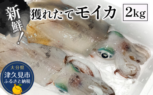 獲れたて モイカ 2kg (2〜4杯) 新鮮 アオリイカ イカ 刺身 刺し身 もいか あおりいか 水いか 水イカ 大分県産 九州産 津久見市
