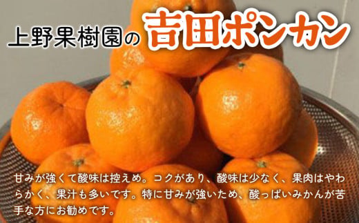 上野果樹園の吉田ポンカン 5kg | ぽんかん オレンジ みかん 果物 くだもの 大分県 九州 津久見市 【tsu003206】