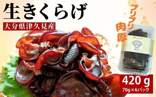 津久見産の肉厚生きくらげ 70g×6パック (420g) | キクラゲ 木耳 九州 大分県 【tsu005422】
