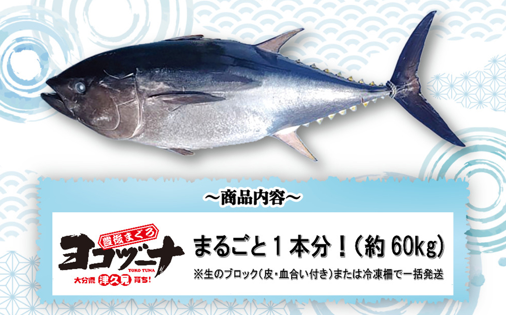 【本マグロ／マグロまるごと1本】豊後まぐろヨコヅーナ 1本分セット | まぐろ1本 マグロ食べ尽くし 本まぐろ 本マグロ 本まぐろ 本鮪 丸ごと 赤身 大トロ 中トロ トロ 刺身 大分県津久見市産【tsu001116】
