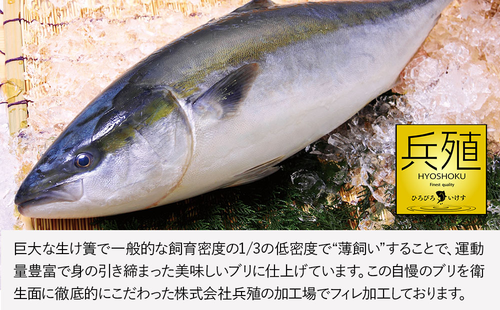 【先行予約】ひろびろいけすぶり(フィレ・片身)1枚 ぶり 鰤 刺し身 刺身 鰤 大分県産 九州産 津久見市 国産【tsu001101】