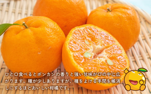 上野果樹園の吉田ポンカン 5kg | ぽんかん オレンジ みかん 果物 くだもの 大分県 九州 津久見市 【tsu003206】
