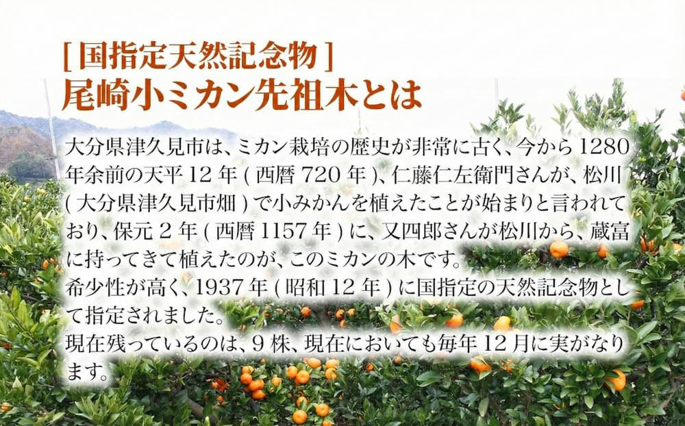 【先行予約】国指定天然記念物 尾崎小ミカン先祖木の小ミカン10個 みかん オレンジ 蜜柑 大分県産 九州産 津久見市 国産【tsu002401】