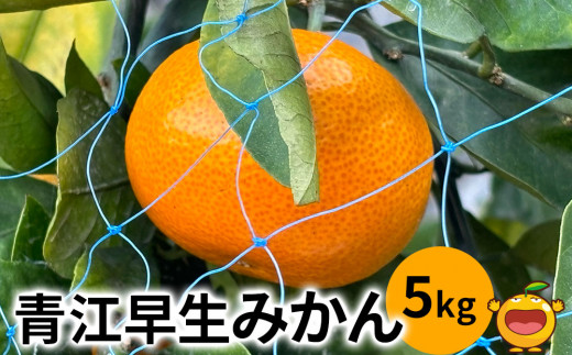 【数量限定】青江早生みかん 5kg みかん ミカン オレンジ 柑橘類 大分県産 九州産 津久見市