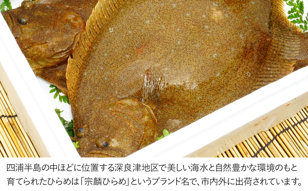 夫婦仲良く宗麟ひらめ  ヒラメ 平目 鮃 刺身 刺し身 生魚 新鮮 大分県産 九州産 津久見市 国産【tsu002602】