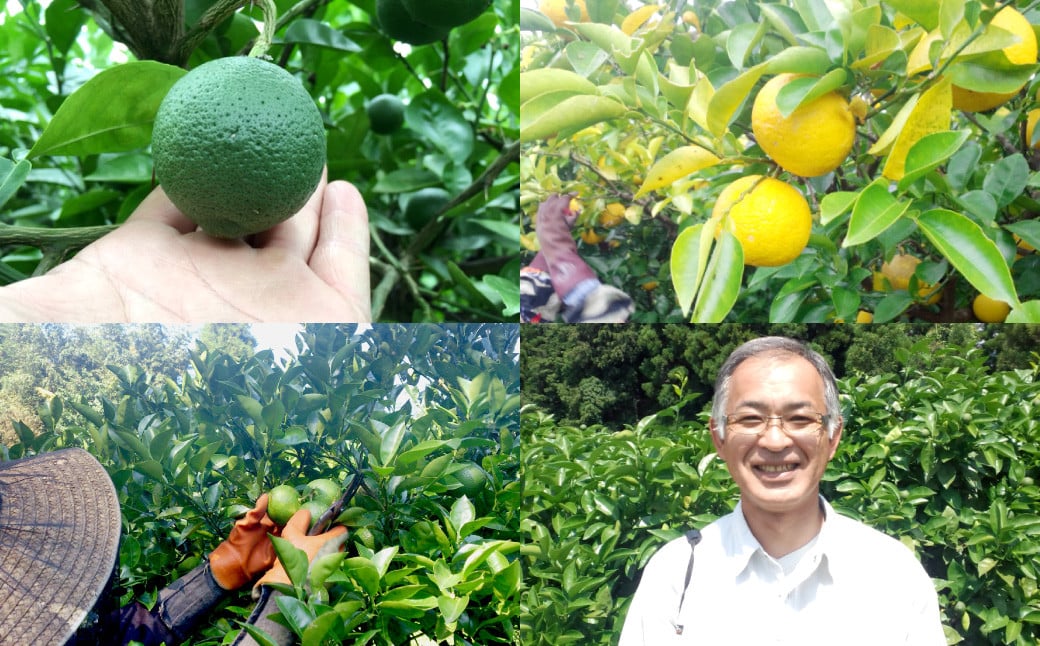 【先行予約】 有機JAS認証 かぼす青果 約2kg（箱入り） 【2026年8月下旬から11月下旬発送予定】