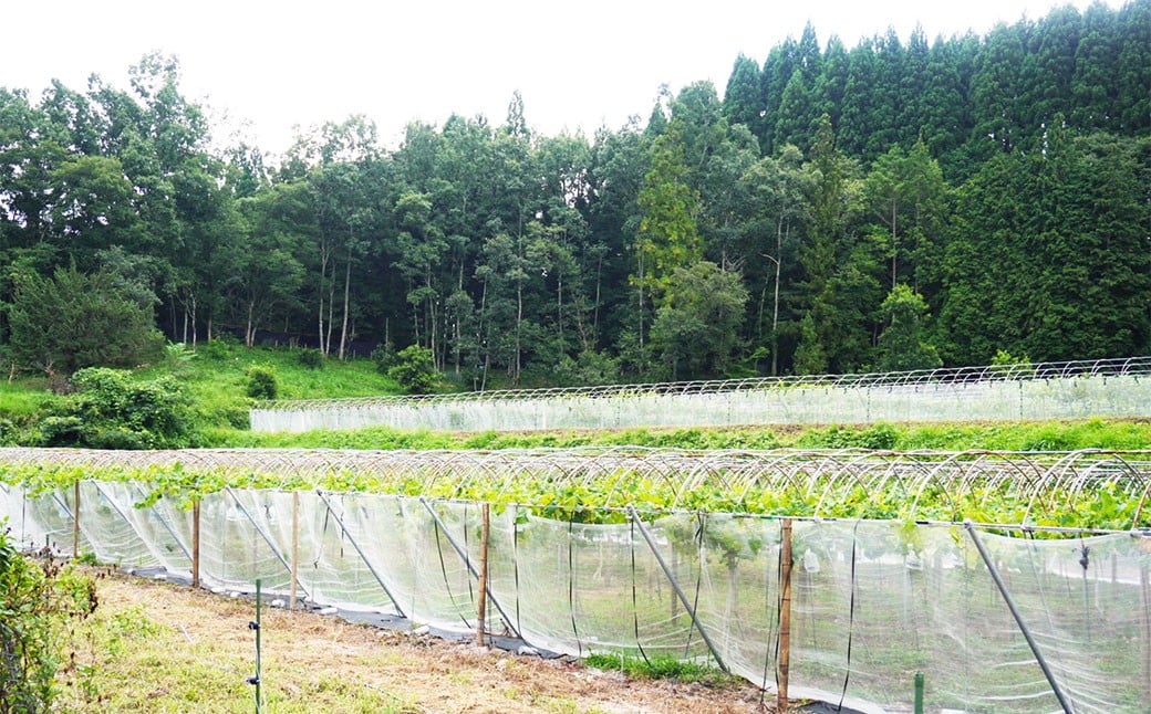 九州アルプスで育ち竹田市名水で実を付けた シャインマスカット 2房  （ 約300 ～ 約450g × 2房 ）【2026年9月上旬～10月上旬まで順次発送予定】