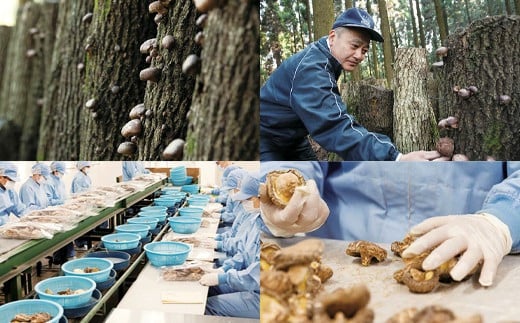 倧åçç£ ç¹éžã©ãã 200g ïŒä¹ŸããããïŒFT20