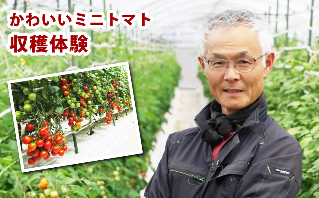 【1組10名】かわいいミニトマト収穫体験～【体験期間：9月下旬～10月下旬】