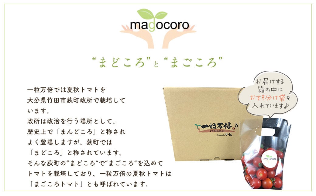 お試しサイズ まごころミニトマトの宝石箱 800g (約40～60玉) サンチェリーピュア 夏秋ミニトマト トマト 野菜 【2026年7月上旬から11月下旬まで発送予定】