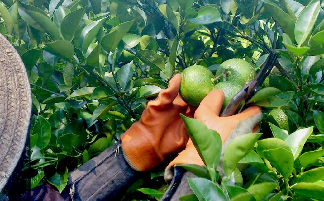 倧åçç£ ææ©ããŒãææ±100% ïŒ»éæ³ã®éŠã 180ml 12æ¬ã»ãã