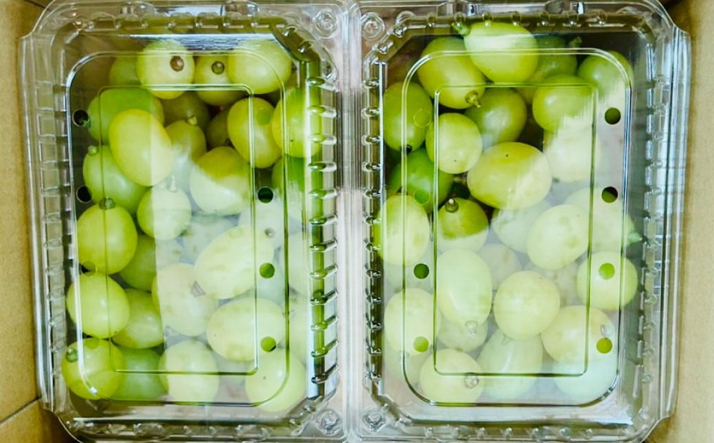 ãæ°ééå®ãç²ãã㯠蚳ãã ã·ã£ã€ã³ãã¹ã«ãã çŽ1kg ïŒ2ããã¯ïŒ ã2026幎8æäžæ¬ïœ11æäžæ¬çºééå§äºå®ã