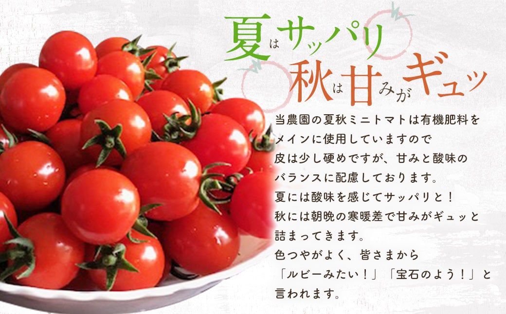 お試しサイズ まごころミニトマトの宝石箱 800g (約40～60玉) サンチェリーピュア 夏秋ミニトマト トマト 野菜 【2025年7月上旬から11月下旬まで発送予定】