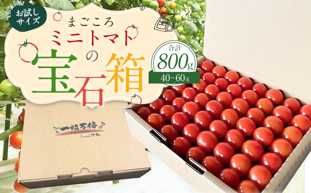 お試しサイズ まごころミニトマトの宝石箱 800g (約40～60玉) サンチェリーピュア 夏秋ミニトマト トマト 野菜 【2025年7月上旬から11月下旬まで発送予定】