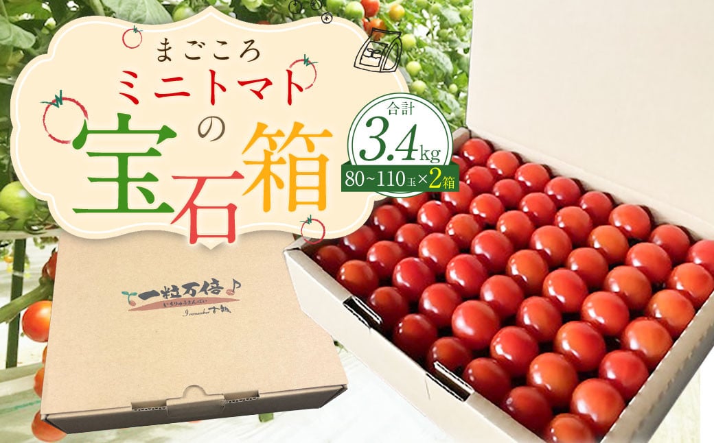 まごころミニトマトの宝石箱 1.7kg(約80～110玉)×2箱 計3.4kg サンチェリーピュア トマト【2024年7月上旬から11月下旬まで発送予定】