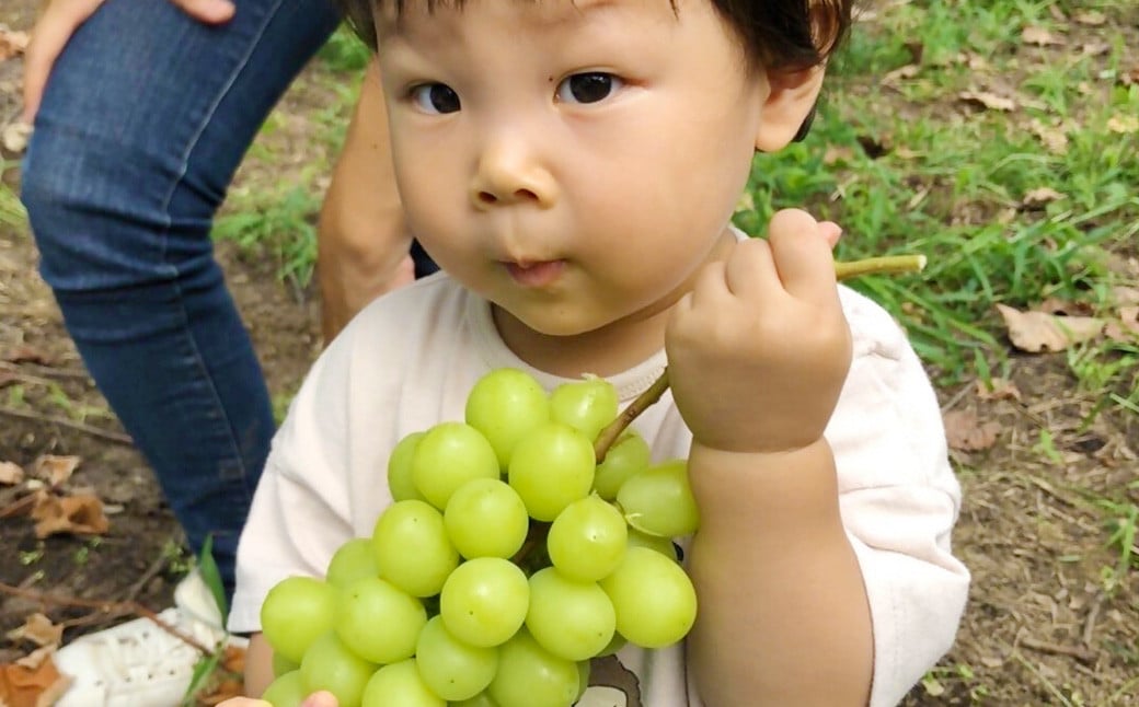 ãæ°ééå®ãç²ãã㯠蚳ãã ã·ã£ã€ã³ãã¹ã«ãã çŽ1kg ïŒ2ããã¯ïŒ ã2026幎8æäžæ¬ïœ11æäžæ¬çºééå§äºå®ã