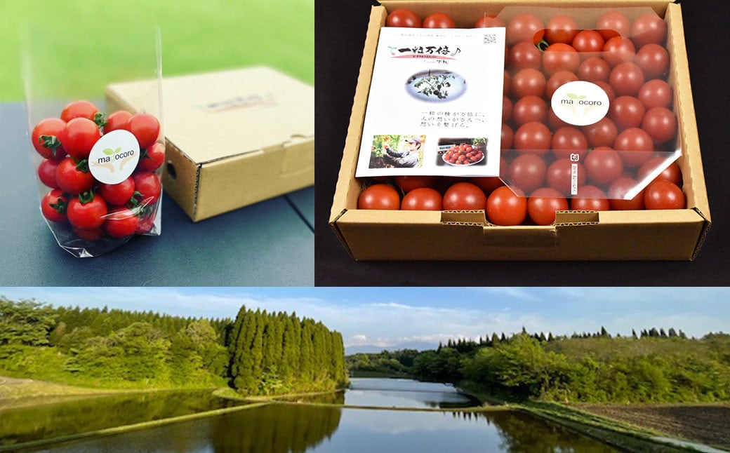 お試しサイズ まごころミニトマトの宝石箱 800g (約40～60玉) サンチェリーピュア 夏秋ミニトマト トマト 野菜 【2026年7月上旬から11月下旬まで発送予定】