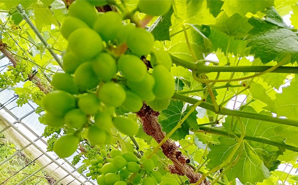 ãæ°ééå®ãç²ãã㯠蚳ãã ã·ã£ã€ã³ãã¹ã«ãã çŽ1kg ïŒ2ããã¯ïŒ ã2026幎8æäžæ¬ïœ11æäžæ¬çºééå§äºå®ã