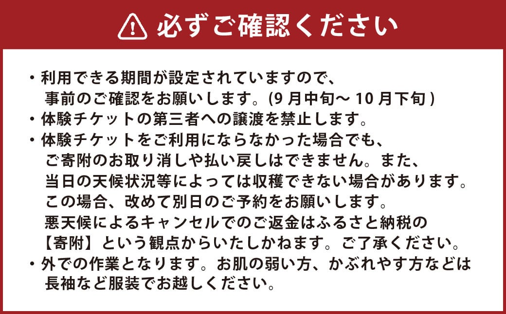 【1組10名】かわいいミニトマト収穫体験～【体験期間：9月下旬～10月下旬】