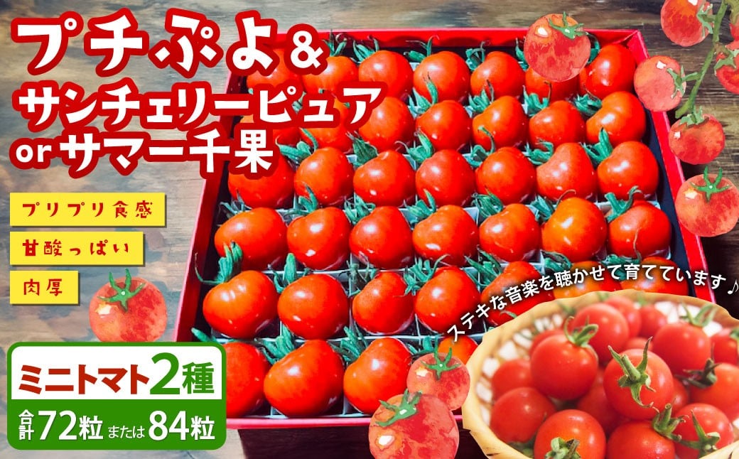 音楽を聴いて育った 「ミニトマト 2段 黒 ／ 赤 BOX」 （プチぷよ 30粒から42粒 ／ サンチェリーピュア もしくは サマー千果 42粒） 【2026年7月上旬～11月上旬順次発送予定】