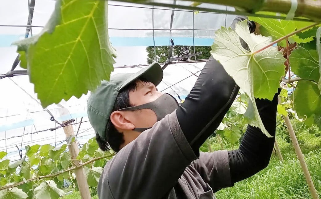 ãæ°ééå®ãç²ãã㯠蚳ãã ã·ã£ã€ã³ãã¹ã«ãã çŽ1kg ïŒ2ããã¯ïŒ ã2026幎8æäžæ¬ïœ11æäžæ¬çºééå§äºå®ã