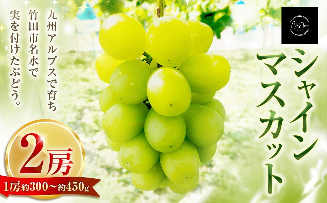 九州アルプスで育ち竹田市名水で実を付けた シャインマスカット 2房  （ 約300 ～ 約450g × 2房 ）【2026年9月上旬～10月上旬まで順次発送予定】