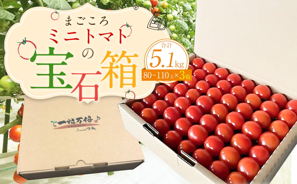 まごころ ミニトマト の宝石箱 1.7kg(約80～110玉)×3箱 計5.1kg サンチェリーピュア トマト【2025年7月上旬から11月下旬まで発送予定】