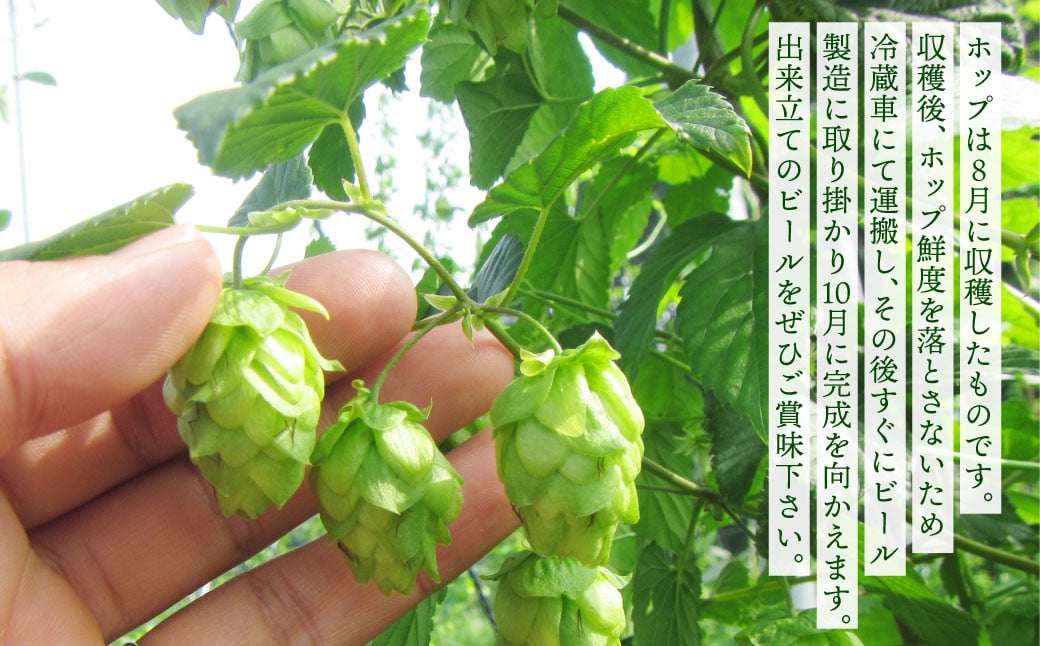 【数量限定】竹田市産ホップ「IBUKI」100%使用ビール 「GOLDEN ALE」 330ml × 3本セット クラフトビール 地ビール